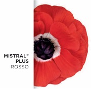 Anemone Mistral Rosso