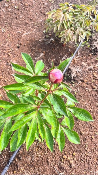 Current field status 3