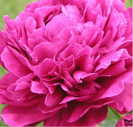 Jacorma peony